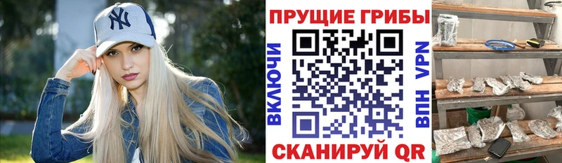где продают   Кувшиново  shop Telegram  Галлюциногенные грибы Psilocybine cubensis 